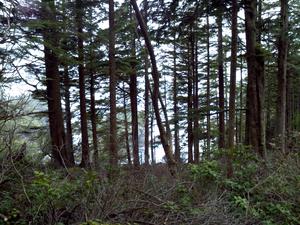 cape flattery