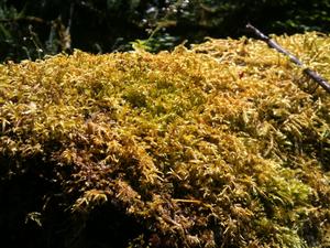 hoh rainforest