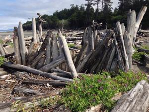 kalaloch